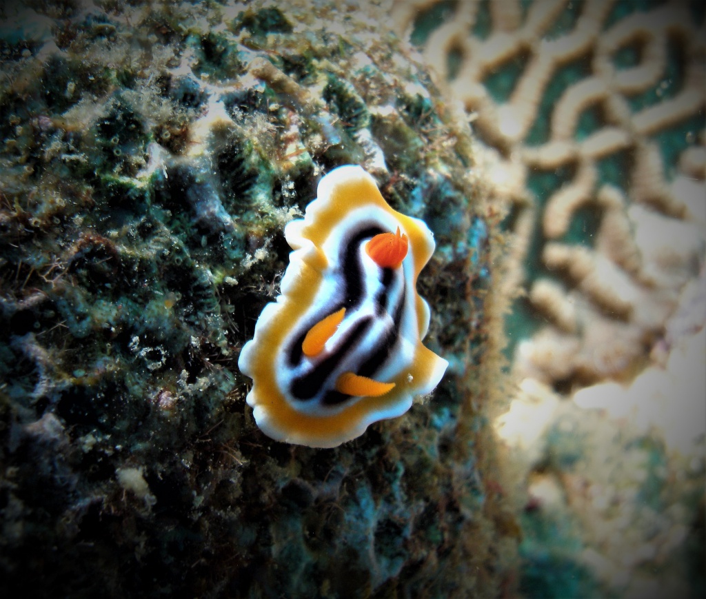 Chromodoris Quadricolor